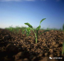 土壤污染的分类及防治服务探析